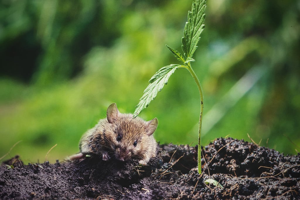 Comment protéger les plants d’herbe contre les souris et les rats