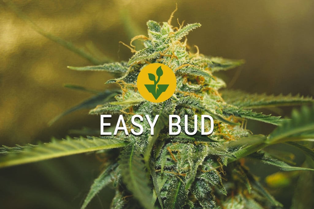 Easy Bud : commencez à cultiver de la plus facile des manières