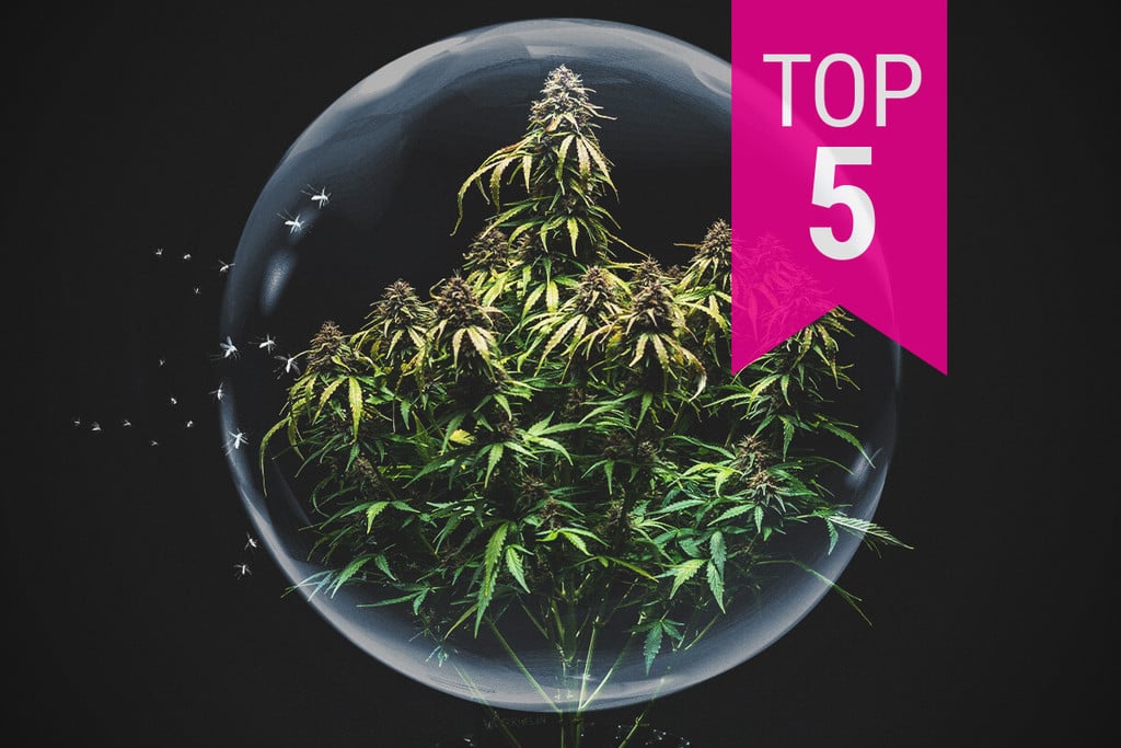 Top 5 des variétés de cannabis les plus résistantes aux nuisibles