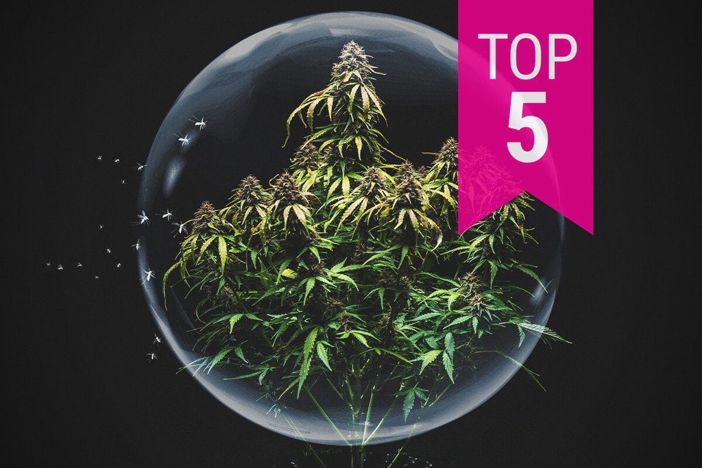 Top 5 des variétés de cannabis les plus résistantes aux nuisibles