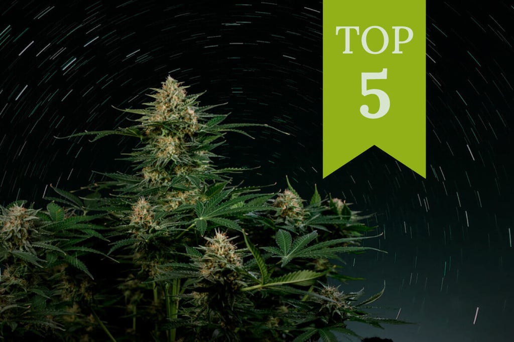 Top 5 des autoflos riches en THC 2025