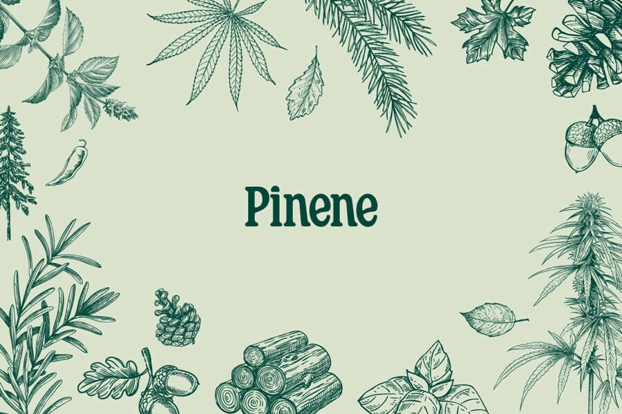 Pinène : un terpène forestier rafraîchissant dans le cannabis