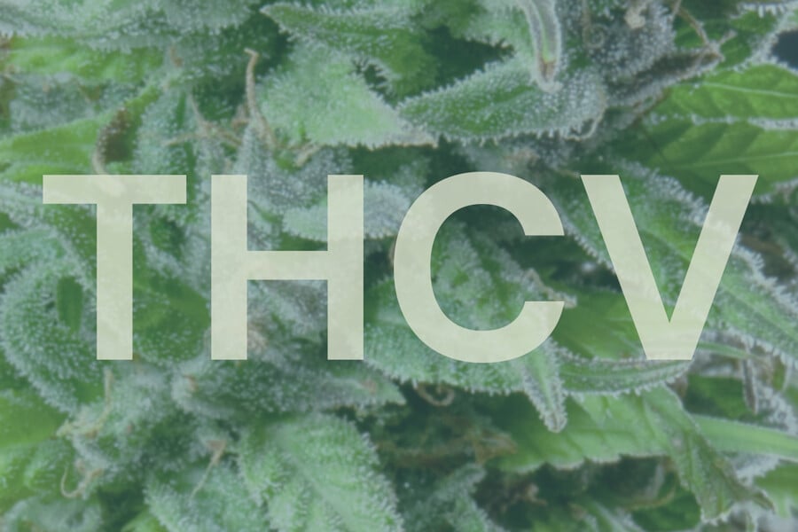 Qu’est-ce que le THCV et en quoi diffère-t-il du THC ?