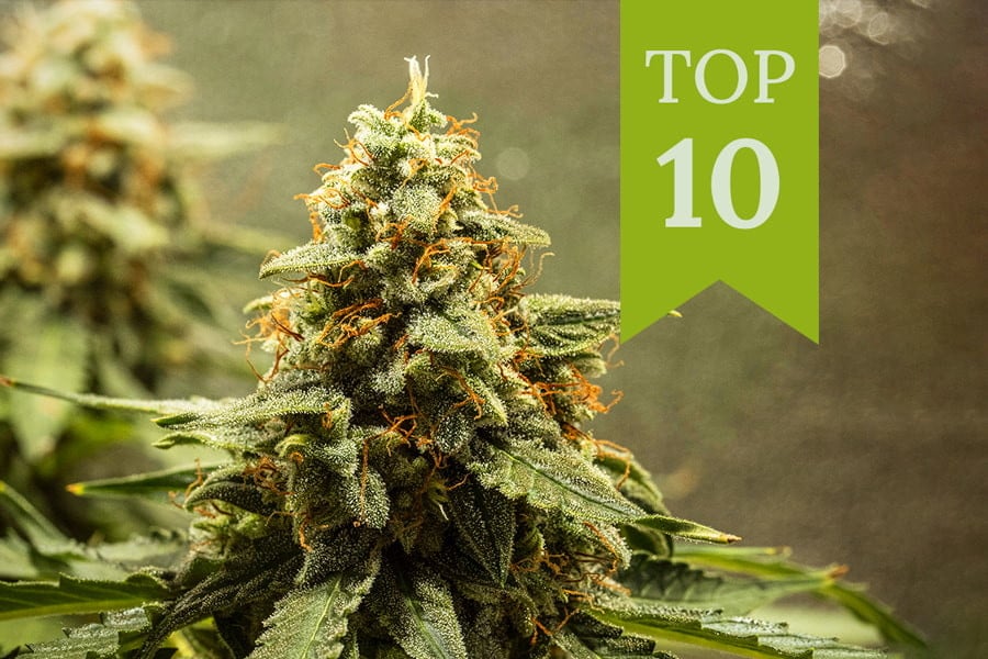 Top 10 des meilleures variétés d'herbe à autofloraison de 2025