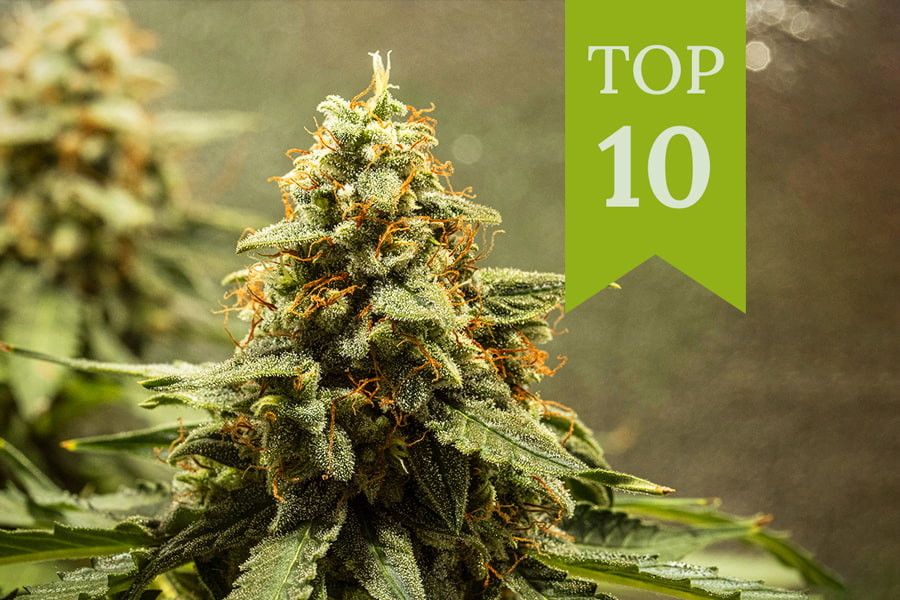 Top 10 des meilleures variétés d'herbe à autofloraison de 2026