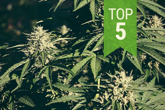 Top 5 Des Variétés De Cannabis Auto Pour Les Climats Chauds en 2025