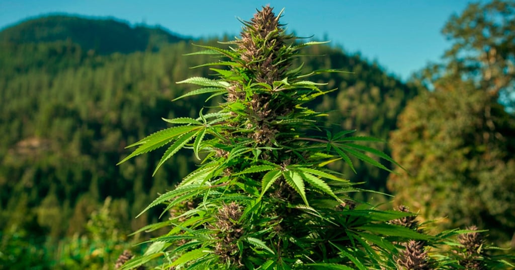 Qu’est-ce qu’un cannabis landrace ?