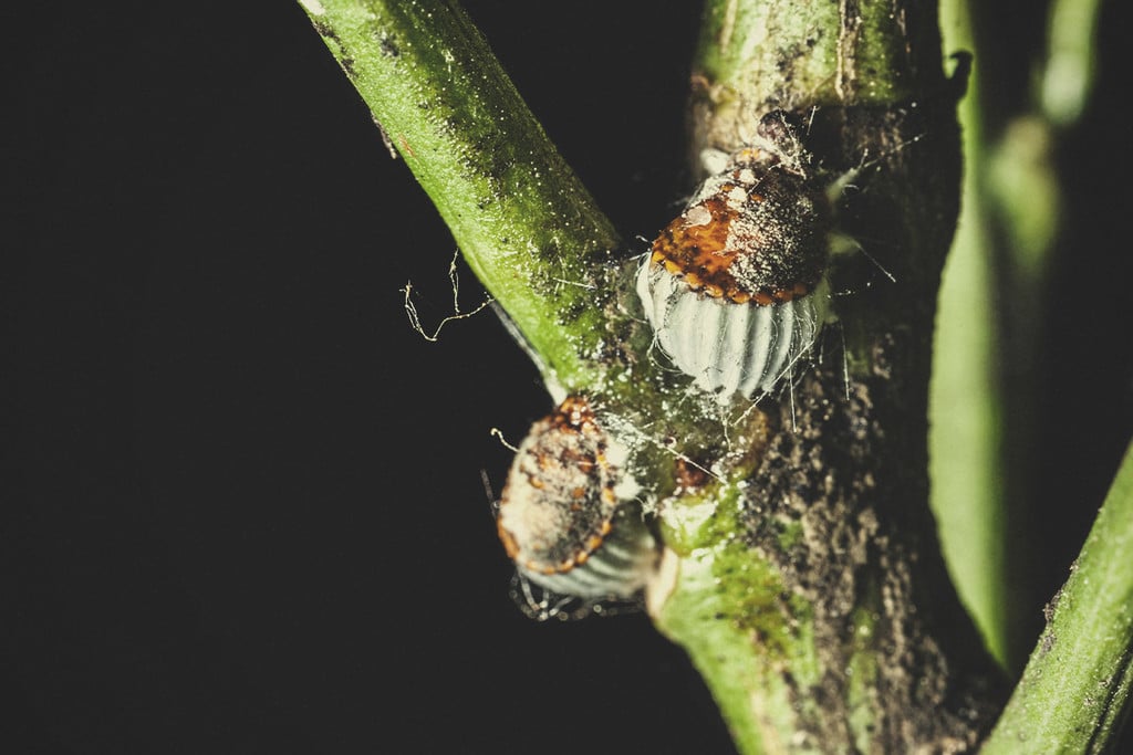 Lutter Naturellement contre les Cochenilles - Traitement Naturel