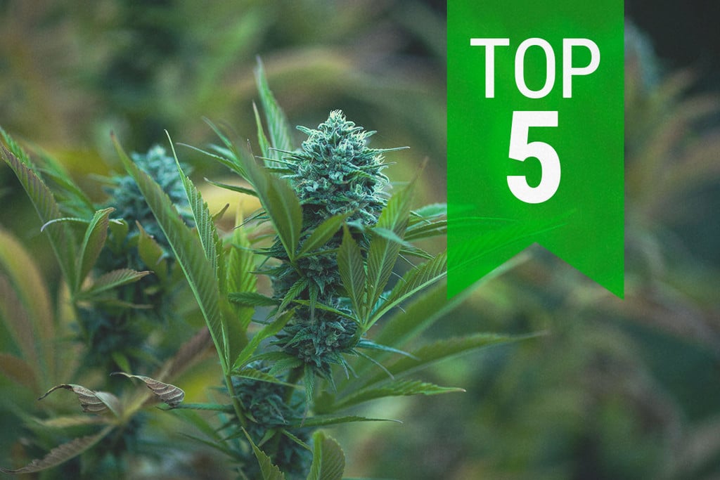 Top 5 Des Autofloraison Pour Climats Froids En 2023