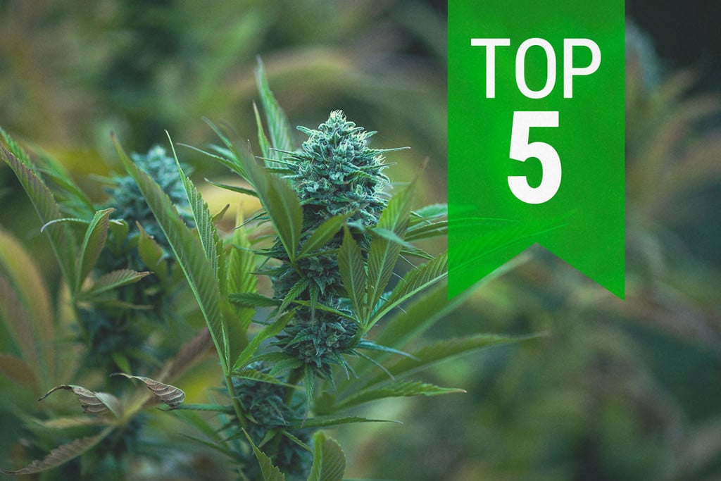 Top 5 Des Autofloraison Pour Climats Froids En 2025