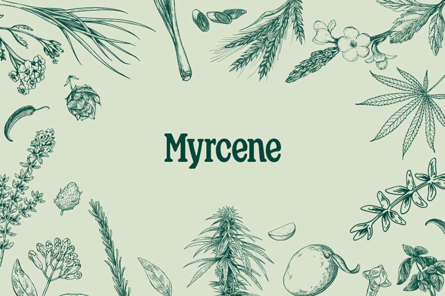 Myrcène : Un Terpène Abondant Aux Bienfaits Surprenants