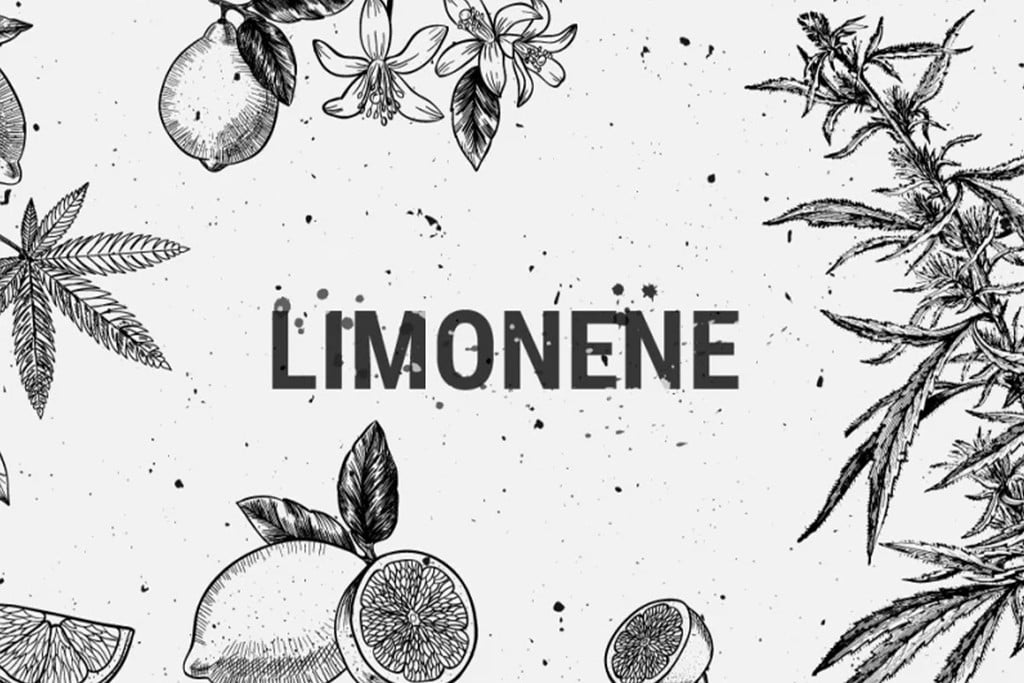 Limonène : Un Terpène Récréatif, Médical Et Savoureux