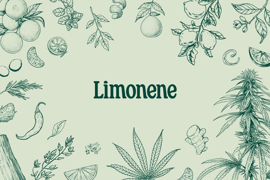 Limonène : Un Terpène Récréatif, Médical Et Savoureux