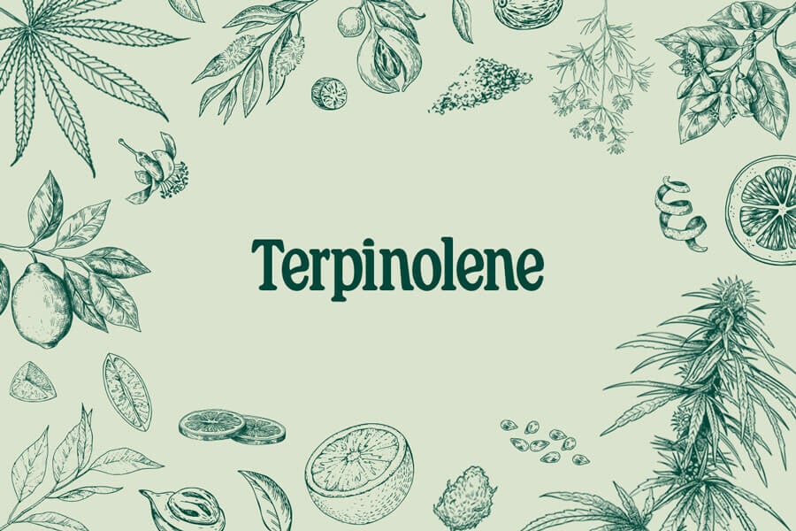 Terpinolène : découvrez ce terpène énigmatique
