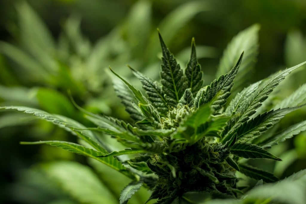 Que Faire Quand Votre Cannabis D'intérieur Ne Fleurit Pas