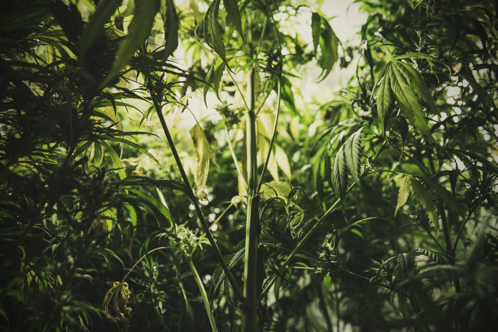 Contrôler et prévenir l’étirement et l’étiolement du cannabis