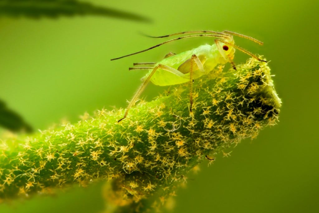 Comment Repérer, Traiter Et Prévenir Les Pucerons Sur Des Plants De Cannabis