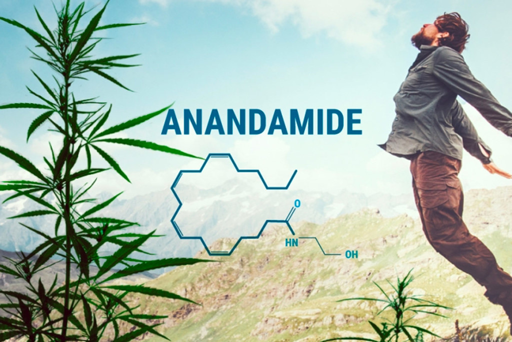 Comprendre l'anandamide et sa relation avec le THC et le CBD
