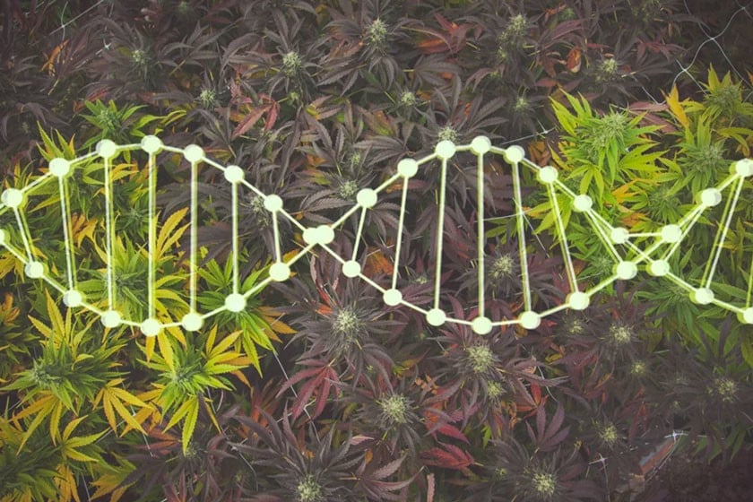 Croiser Et Préserver Les Génétiques De Cannabis Chez Soi