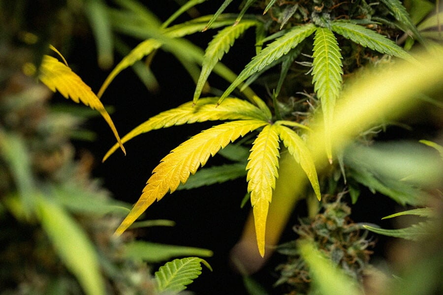 Causes et solutions pour les feuilles jaunes du cannabis