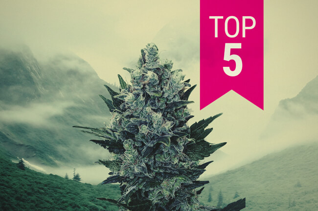 Top 5 des variétés indicas pour les climats nordiques en 2025