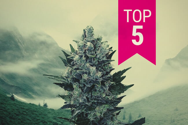 Top 5 des variétés indicas pour les climats nordiques en 2026