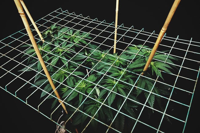 Culture du cannabis avec le SCROG (écran de verdure) méthode