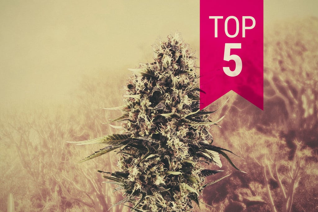 Notre Top 5 des Variétés Sativas Pour les Climats Chauds du Sud