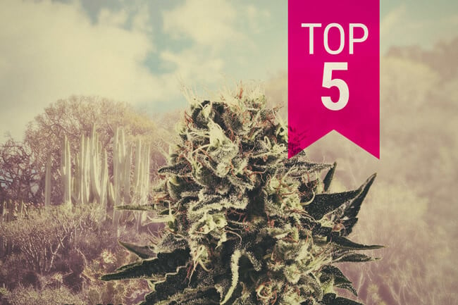 Notre Top 5 Des variétés indica pour les climats chauds en 2024