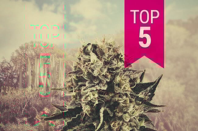 Notre Top 5 Des variétés indica pour les climats chauds en 2025
