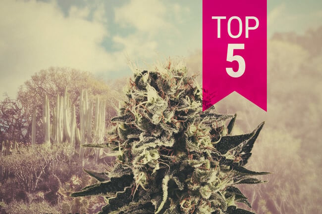 Notre Top 5 Des variétés indica pour les climats chauds en 2026