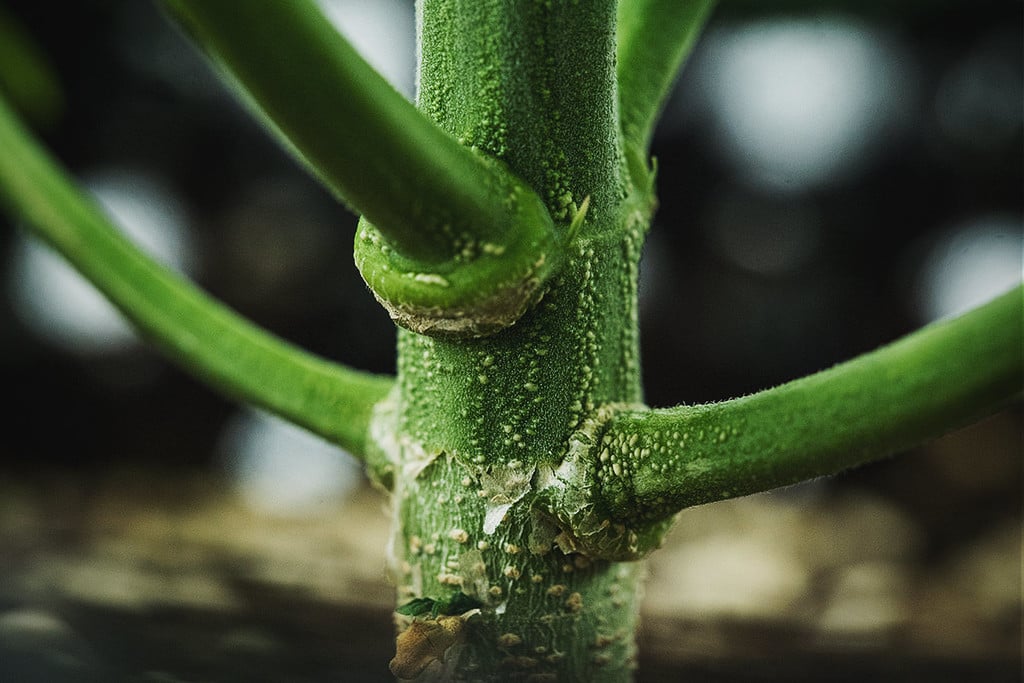 Anatomie D'un Plant De Cannabis : Nœuds Et Entre-Nœuds 