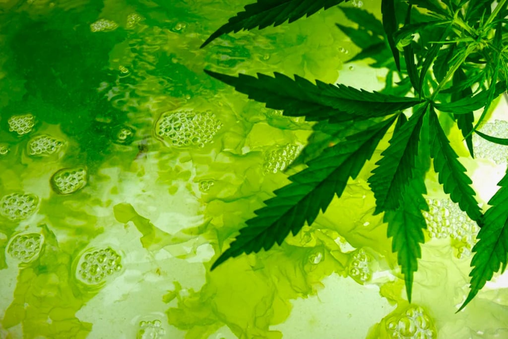 Détecter Et Prévenir Les Algues En Cultivant Du Cannabis