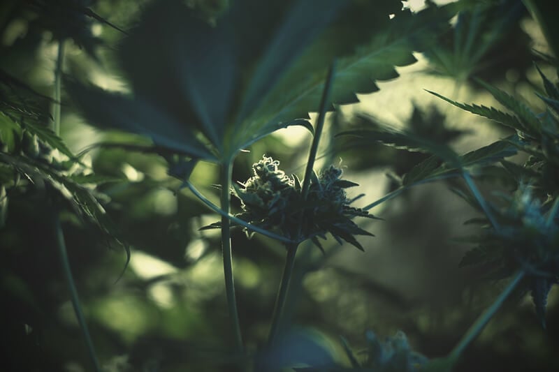 Comment Éviter Les Micro-Têtes Sur Vos Plants De Cannabis