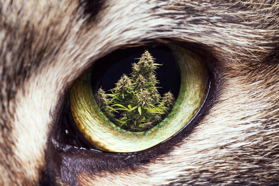 Chats, Chiens Et Cannabis : Comment Tenir Nos Amis À Fourrure En Dehors Du Jardin