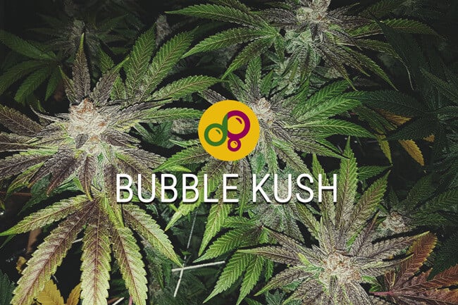Bubble Kush : l'héritage d'une légende du cannabis perdure