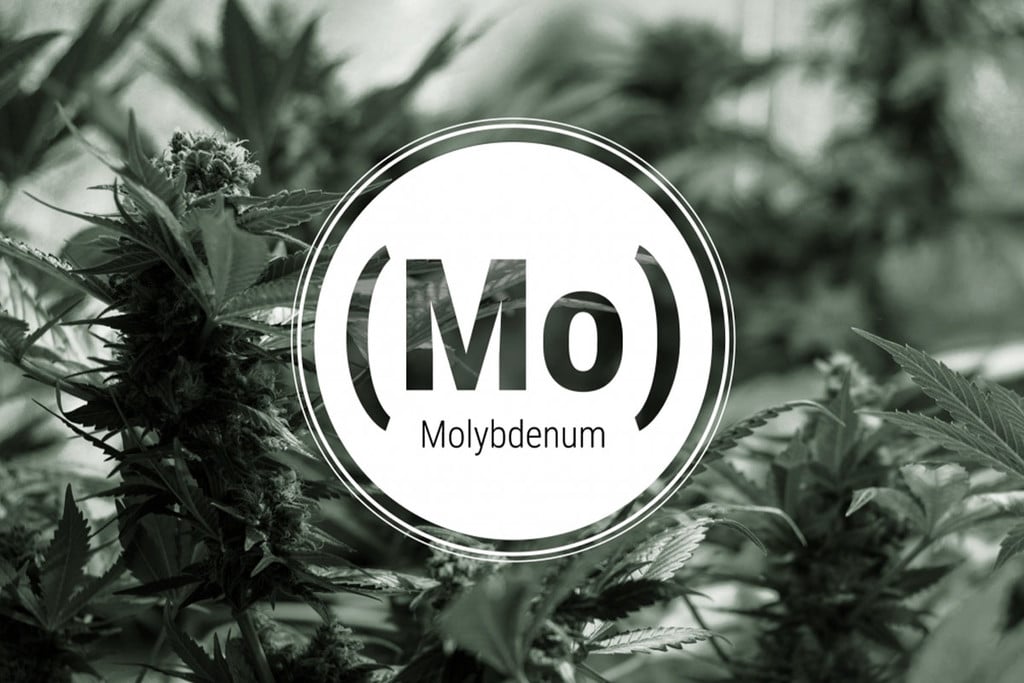 Carence En Molybdène Dans Les Plants De Cannabis