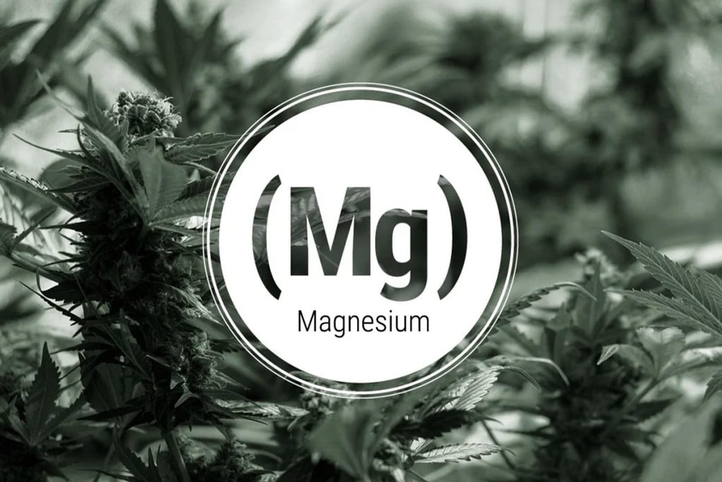 Carence En Magnésium Dans Les Plants De Cannabis