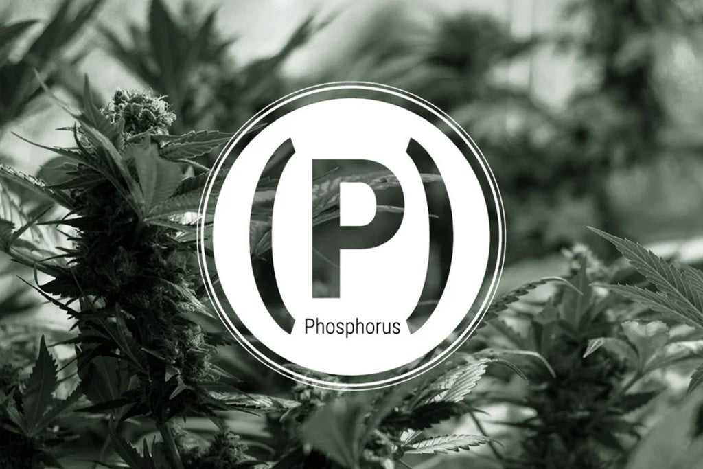 Carence En Phosphore Dans Les Plants De Cannabis