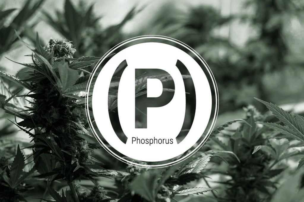 Cannabis et carence en phosphore : symptômes et solutions