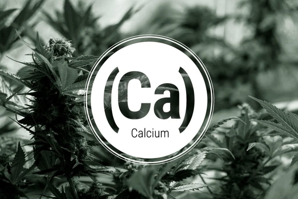 Carence En Calcium Dans Les Plants De Cannabis