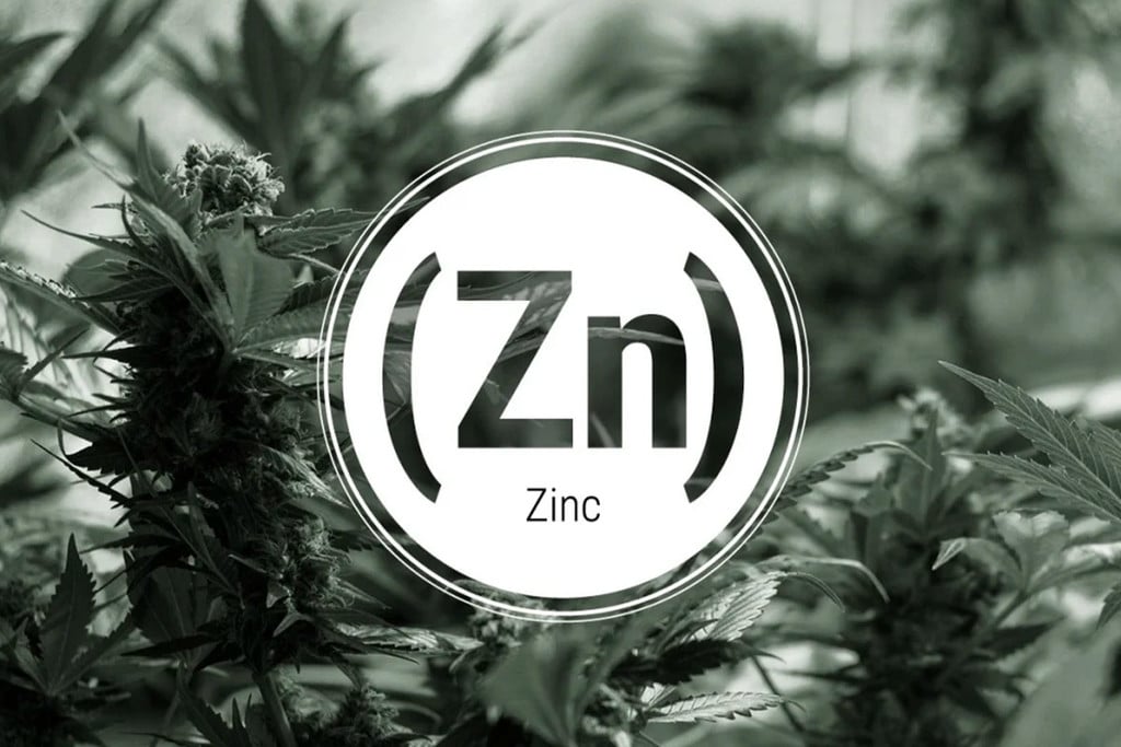 Carence En Zinc Chez Les Plants De Cannabis