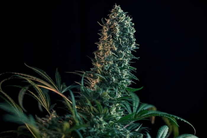 La Phase De Floraison Du Cannabis Semaine Par Semaine