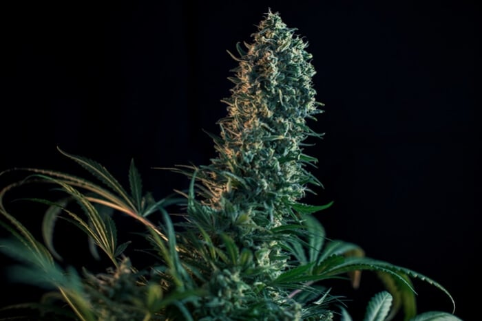 floraison-du-cannabis-semaine-par-semaine-guide-par-royal-queen-seeds