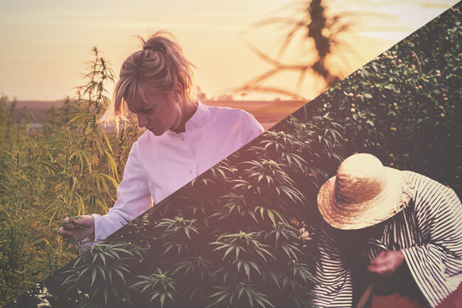 La différence entre l'huile au CBD et celle de cannabis