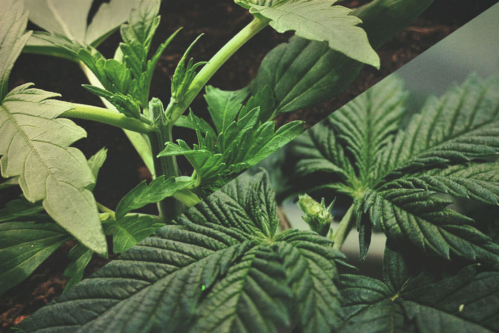 Taille De La Weed : Étêtage Vs Fimming