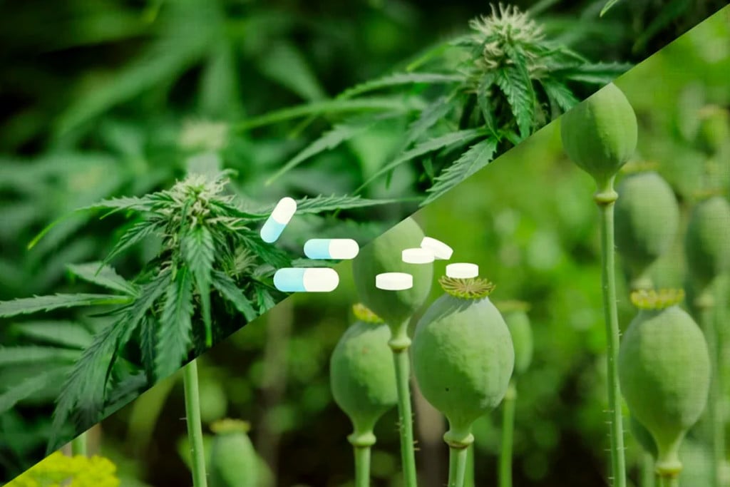 Opioïdes et soulagement de la douleur : le cannabis pourrait-il être une alternative ?