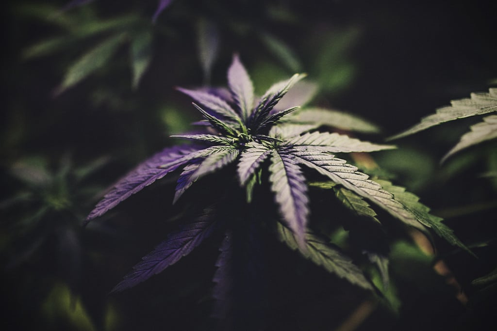 Forcer La Floraison Du Cannabis en Extérieur : Oui, C'est Possible !