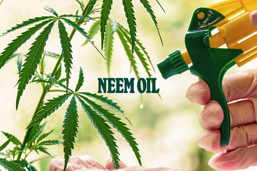 Comment utiliser l’huile de neem pour repousser les ravageurs du cannabis ?