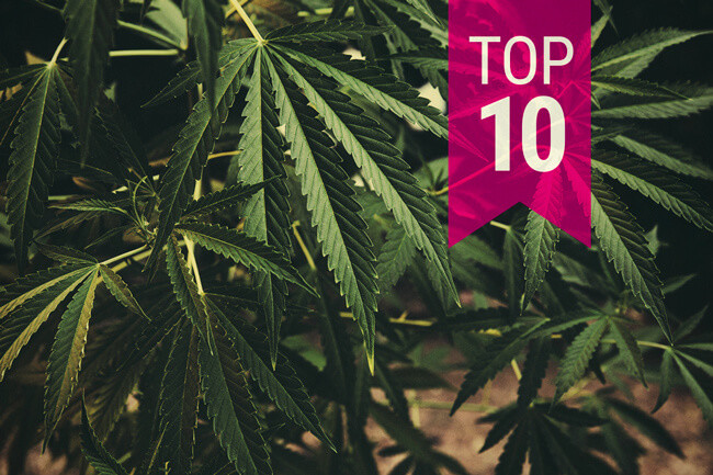 Le Top 10 Des Variétés Classiques Que Vous Devez Essayer